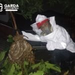 Jasa Pembasmi Tawon di Bandung