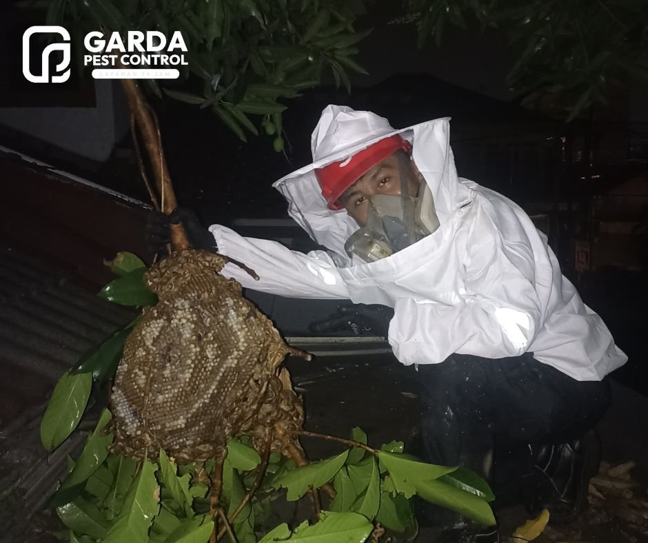 Jasa Pengusir Tawon dan Lebah Basmi Sampai Tuntas Jasa Pembasmi Tawon di Bandung